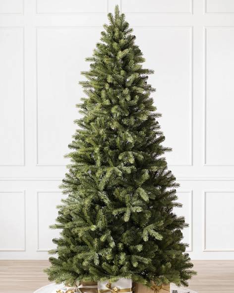 Bellevue Spruce- child-1